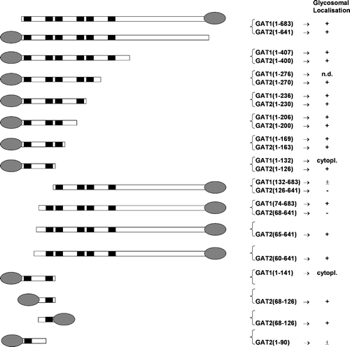Figure 3.  Schematic representation of T. brucei deletion mutant constructs and their glycosomal localization. The ellipse indicates the position of the GFP and the black boxes represent the positions of the predicted transmembrane segments. The subcellular localization as concluded from fluorescence is indicated as follows:+complete glycosomal localization;±partial glycosomal localisation; Cytopl. Cytoplasmic localization;-absence of detectable fluorescence.