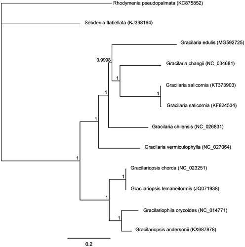 Figure 1. Phylogenetic tree (Bayesian inference) based on complete mitogenomes of species within Gracilariaceae. Support values for each node were calculated from Bayesian posterior probability (BPP).