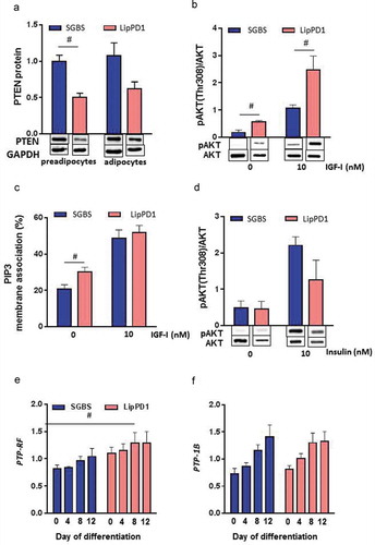 Figure 4. PI3 K signalling is constitutively activated in LipPD1 preadipocytes