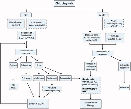 Figure 3. Algorithm of suggested future directions of CML management integrating genetic screening in risk stratification and drug selection. In BP, in case of non-fit patients ineligible for chemotherapy or allogenic hematopoietic stem cell transplantation (allo-HSCT), targeted therapy based on mutation profile can be considered.