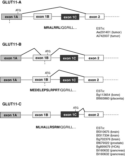 Figure 1. Diagrams of the SLC2A11 gene structure and organization. Exons 1A, 1B, or 1C are spliced to the same splice acceptor site in exon 2 and generate four mRNAs encoding for GLUT11-A-C which differ in their N-terminal sequence. Positions of start (ATG) und stop (*) codons are indicated. Acc. numbers of ESTs encoding for the different isoforms are listed below each diagram.