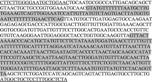 Figure 3. The partial sequence of Phragmites australis with intron regions. The underlined regions are primers (forward (TKZF) and reverse (TKZR)). The regions in gray box are introns (86 bp and 289 bp).