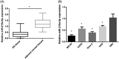 Figure 3. miR-219a-5p expression in OS tissue and cell lines. (A) qPCR analysis examined the expression levels of EYA2 in 48 pair of OS samples and the adjacent noncancerous tissues. (B) The expression levels of miR-219a-5p in OS cell lines (MG-63, U2OS, Saos-2 and HOS) and the normal osteoblast cell line (OB3). Values are expressed as mean ± SD, n = 4; *p < .01.