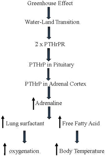 Figure 1. The evolution of endothermy. Romer’s ‘Greenhouse Effect’ dried up bodies of water, forcing vertebrates on to land. During that period, the parathyroid Hormone-related Protein Receptor (PTHrPR) duplicated. PTHrP signaling appeared in the anterior pituitary, enhancing ACTH production; PTHrP signaling also appeared in the adrenal cortex, enhancing corticoid production. That stress-induce cascade increased adrenaline production, increasing production of lung surfactant in the alveoli, alleviating the constraint of hypoxia; it also increased the constraint of hypoxia; it also increased the production of free fatty acids from fat pads, increasing body temperature.