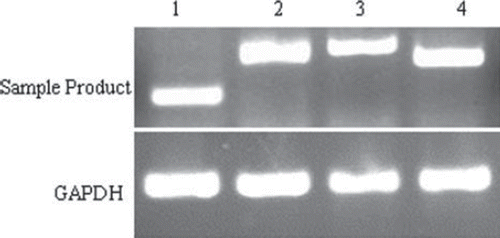 Figure 5. Detection of c-met, Pax7, MyoD and desmin in chicken skeletal muscle satellite cells by RT-PCR. 1. c-met; 2. Pax7; 3. desmin; 4. MyoD.
