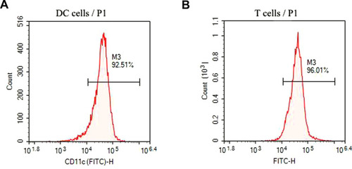 Figure 5 Identification of DCs and T cells. (A and B) The purity of DC and T cells was measured by flow cytometry.