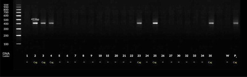 Figure 1. PCR products for H. pylori with cagA gene-based primers. Lanes 2–4 and 23, 25 and 35 are patients’ positive biopsy samples. Lanes Pc & W are positive (strain D0008) & negative (sterile distilled water) control, respectively.