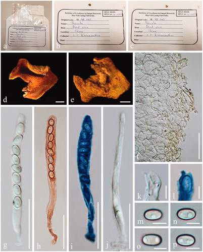 Figure 6. Acervus stipitatus (MFLU 16-0607, holotype). (a–e) Herbarium materials. (f) Receptacle surface of pileus. (g–i) Asci (h Asci in Congo red. i Asci in Cotton blue). (k–l) Apexes of asci. (l Apex of asci in Cotton blue). (m–p) Ascospores. Scale bars: d–i = 30 μm. j–l, n–p = 5 μm. m = 15 μm.