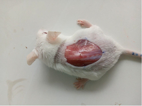 Figure 1 Photograph of excision wound model on day 0.