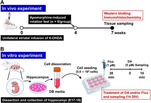 Figure 1. Schematic diagram of the experimental procedure. (A) In vivo experiment. (B) In vitro experiment. 6-OHDA, 6-hydroxydopamine; DA, dopamine; DB, dissociation buffer; E, embryonic day; Flux, flupentixol.