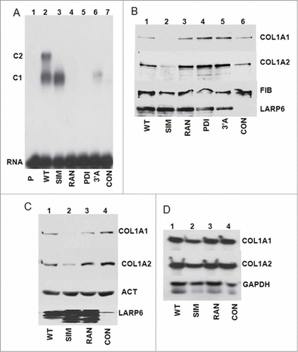 Figure 8. SIM mutant as dominant negative protein for type I collagen expression. (A) Binding of PDI and 3’A mutants of LARP6. WT HA-LARP6 and the mutants indicated were expressed in HLFs and cell extracts were used in gel mobility shift experiments. P, probe alone, CON, extract of nontransfected cells. Expression of the transfected proteins is shown in B. (B) SIM mutant acts as dominant negative for collagen synthesis. Analysis of the cellular medium. Collagen α1(I) (COL1A1) and α2(I) (COL1A2) polypeptides were analyzed in the cellular medium of cells in A by western blot. Loading control, fibronectin (FIB). LARP6, expression of the transfected proteins in cellular extract. (C) Intracellular level of collagen polypeptides. Expression of collagen α1(I) (COL1A1) and α2(I) (COL1A2) polypeptides in the cellular extract after overexpression of WT HA-LARP6 and the indicated mutants, analyzed by protein gel blot. Loading control: actin (ACT). LARP6, expression of the transfected proteins. (D) Total RNA was extracted from cells in C and expression of collagen α1(I) (COL1A1) and α2(I) (COL1A2) mRNAs analyzed by RT-PCR. Loading control: GAPDH mRNA.