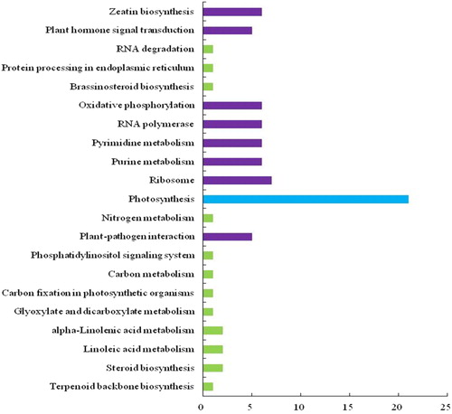 Figure 2. Kyoto Encyclopedia of Genes and Genomes (KEGG) analysis of differentially expressed genes (DEGs) from tomato. A total of 21 signalling pathways were identified.