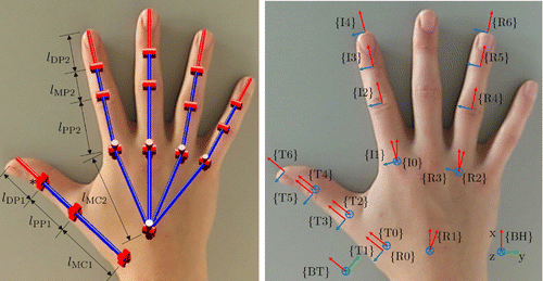 Figure 1. The proposed human hand kinematics model with 26 DoFs. Left: representation of the serial linkages for each digit, which is assumed to be a rigid body segment. The 2nd–5th digits have 4 DoFs (2 DoFs for MCP joint F/E and Ab/Ad and 2 DoFs for PIP and DIP joints F/E), while the 1st digit has 6 DoFs (2 DoFs for F/E and Ab/Ad for each joint). In the thumb model, the Ab/Ad of the IP joint is considered passive (indicated by ‘∗’) while the other 5 DoFs are actuated. The palm arc is modelled as Ab/Ad and F/E of the two palm joints. Right: coordinate systems for each digit and the hand base. The alphabet in the CS naming indicates the digit initial.