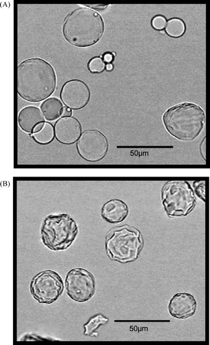 FIG. 1 Microphotographs of CGMS with cross linking for 6 hr (A) and 48 hr (B) under swelling conditions in pH 7.4 PBS.