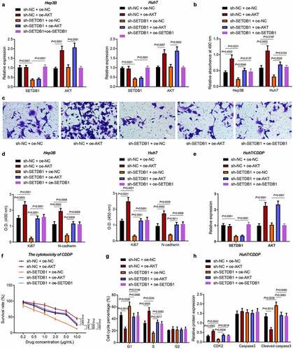 Figure 3. SETDB1 promotes HCC cell proliferation, migration and chemoresistance by activating AKT pathway. Hep3B and Huh7 cells were treated with sh-SETDB1 + oe-NC, sh-NC + oe-AKT, sh-SETDB1 + oe-AKT or sh-SETDB1 + oe-SETDB1. a, SETDB1 and AKT expression in Hep3B and Huh7 cells determined by RT-qPCR. b, proliferation of Hep3B and Huh7 cells determined by MTT; c, migration of Hep3B and Huh7 cells determined by Transwell assay (× 200). d, expression of proliferation- and cell cycle-related factors in Hep3B and Huh7 cells determined by ELISA. Huh7/CDDP cells were treated with sh-SETDB1 + oe-NC, sh-NC + oe-AKT, sh-SETDB1 + oe-AKT or sh-SETDB1 + oe-SETDB1. e, SETDB1 and AKT expression in Huh7/CDDP cells determined by RT-qPCR. f, sensitivity to CDDP treatment determined by MTT assay. g, cell cycle distribution determined by flow cytometry. h, expression of cell cycle and apoptosis related factors determined by ELISA. * p < 0.05, compared to sh-NC+ oe-NC, # p < 0.05, compare to sh-SETDB1 + oe-NC. The cell experiment was repeated three times.