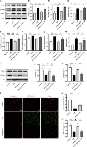 Figure 2 Ang-(1-7) alleviated LPS-induced glycolytic enzymes and lactate levels in RAW264.7 cells, and improved mitochondrial function. (A) Protein expression levels of glycolytic enzymes HK2, PFKFB3, and PKM2 were determined using Western blot analysis. (B–D) Quantification of protein concentrations for HK2, PFKFB3, and PKM2. (E–G) mRNA levels of HK2, PFKFB3, and PKM2 were assessed using qRT-PCR method. (H) Lactate levels in the cell supernatant were measured using a lactate assay kit. (I) Expression levels of mitochondrial respiratory complex proteins NDUFB8 and UQCRFS1 were determined through Western blot analysis. (J and K) Quantification of protein concentrations for NDUFB8 and UQCRFS1 was performed. (L) Mitochondrial membrane potential was assessed using JC-1 staining. Representative images of RAW264.7 cell mitochondrial membrane potential were captured under a microscope (×200, scale bar: 50 μm). JC-1 polymer exhibited red fluorescence indicating normal mitochondrial membrane potential, while JC-1 monomer displayed green fluorescence indicating membrane potential decline. (M) Quantify the membrane potential levels by calculating the JC-1 polymer/monomer ratio. (N) ATP levels in RAW264.7 cells were determined using an ATP assay kit. Error bars indicated the mean ± SD for three separate experiments, *p < 0.05, **p < 0.01, ***p < 0.001.