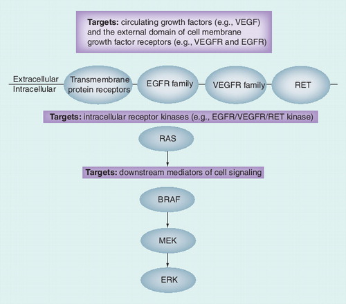 Figure 1. Growth factor receptors and the MAPK/ERK pathway.EGFR: EGF receptor; VEGFR: VEGF receptor.Adapted with permission from Citation[95].