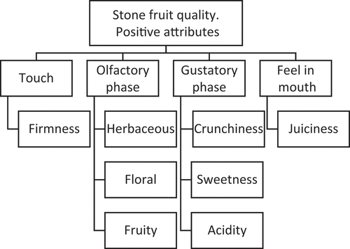 Figure 2. Hierarchy of positive attributes.
