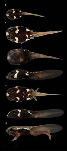 Figure 3. Tadpole and metamorph of Atelopus palmatus CJ 1220. (a) tadpole (Stage 25); (b) tadpole (Stage 30); (c) tadpole (Stages 30–35); (d) metamorph (Stage 43). From Las Estancias, Río Negro, Provincia Tungurahua, Ecuador. Scale = 5 mm. Photos by LAC