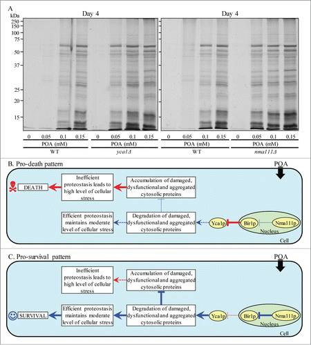 Figure 10. The metacaspase Yca1p and the serine protease Nma111p play essential pro-survival roles in POA-induced liponecrosis by promoting a proteolytic degradation of aggregated cellular proteins in yeast committed to this PCD. (A) WT, yca1Δ and nma111Δ cells were recovered at day 4 of culturing in YP medium initially containing 0.2% glucose as carbon source. Recovery of insoluble aggregates of denatured cellular proteins and monitoring the extent of protein aggregation were performed as described in Materials and Methods. (B and C) Outlines of the establishment of a pro-death (B) or pro-survival (C) cellular pattern of Yca1p- and Nma111p-dependent protein degradation in yeast committed to POA-induced liponecrosis. See text for additional details. Activation arrows and inhibition bars denote pro-death processes (displayed in red color) or pro-survival processes (displayed in blue color) for liponecrosis elicited by POA. The thickness of activation arrows and inhibition bars correlates with the rates and/or efficacies of the pro-death or pro-survival processes.