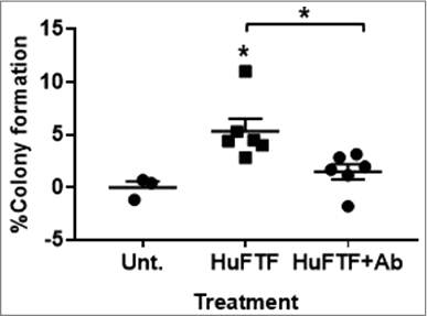 Figure 1. Inhibition of FGFR1 attenuates HuFTF-stimulated transformation of MCF-10A cells. HuFTF significantly stimulated colony formation above the untreated control. Cells were treated with 200 μg/mL of HuFTF protein. HuFTF-stimulated growth in soft agar was significantly attenuated by the FGFR1 Ab. MCF-10A ells were treated with a FGFR1 neutralizing antibody (FGFR1 Ab) at 2 μg/mL and treated with HuFTF from six different donors. The percent of colony formation was calculated as described in Methods, MCF-10A cells were cultured as described in Methods. Data is presented as mean ± six biological replicates. Each biological replicate had three technical replicates. Confidence intervals (CI) were calculated for HuFTF treated MCF-10A cells (95% CI 3.024–7.658) and for HuFTF+Ab (95% CI 0.093–2.929). Statistical significance between HuFTF and control and HuFTF and HuFTF+FGFR1 Ab was determined by unpaired t-test (*p < 0.05).