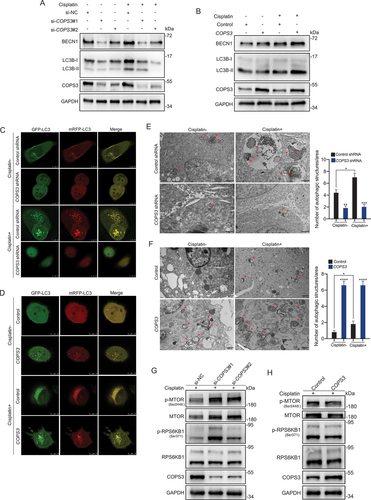 Figure 2. COPS3 is required for autophagy activation. (A) Western blotting analysis of BECN1 and LC3B in 143B cells transfected with COPS3 siRNAs with or without cisplatin treatment for 24 h (3 μM). (B) Western blotting analysis of BECN1 and LC3B in Saos-2 cells transfected with COPS3 overexpression vector with or without cisplatin treatment for 24 h (5 μM). (C) Representative confocal images of GFP-LC3 and mRFP-LC3 distribution in 143B cells transfected with COPS3 shRNA vector, with or without cisplatin treatment for 24 h (3 μM). (D) Representative confocal images of GFP-LC3 and mRFP-LC3 distribution in Saos-2 cells transfected with COPS3 overexpression vector with or without cisplatin treatment for 24 h (5 μM). (E) Representative images of the autophagic structures (red arrows) of 143B cells transfected with COPS3 shRNA vector with or without cisplatin treatment for 24 h (3 μM). The number of autophagic vacuoles per area was quantified (n = 5). Data are presented as mean ± SEM. *p < 0.05, **p < 0.01, *** p < 0.001. (F) Representative images of the autophagic structures (red arrows) of Saos-2 cells transfected with COPS3 overexpression vector with or without cisplatin treatment for 24 h (5 μM). The number of autophagic vacuoles per area was quantified (n = 5). Data are presented as mean ± SEM. *p < 0.05, **** p < 0.0001. (G) Western blotting analysis of changes induced by COPS3 silencing with siRNAs on MTOR, phosphorylated MTOR, RPS6KB1, and phosphorylated RPS6KB1 levels in 143B cells with cisplatin treatment for 24 h (3 μM). (H) Western blotting analysis of changes induced by COPS3 overexpression on MTOR, phosphorylated MTOR, RPS6KB1, and phosphorylated RPS6KB1 levels in Saos-2 cells with cisplatin treatment for 24 h (5 μM).