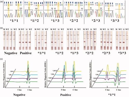 Figure 2. Accuracy of the PCR-GoldMag LFA system. (a) Six CYP2C19 genotypes were confirmed by DNA sequencing. (b) Six CYP2C19 genotypes were screened out by the PCR-GoldMag LFA system. (c) Based on the magnetic characteristics of GMNP, the results (negative, positive, and CYP2C19 *1/*1) were read by magnetic reader.