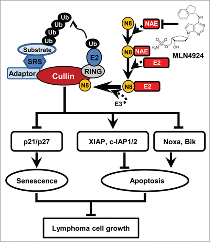 Figure 5. A working model. Ub, ubiquitin; N8, NEDD8; SRS, substrate recognition subunit.