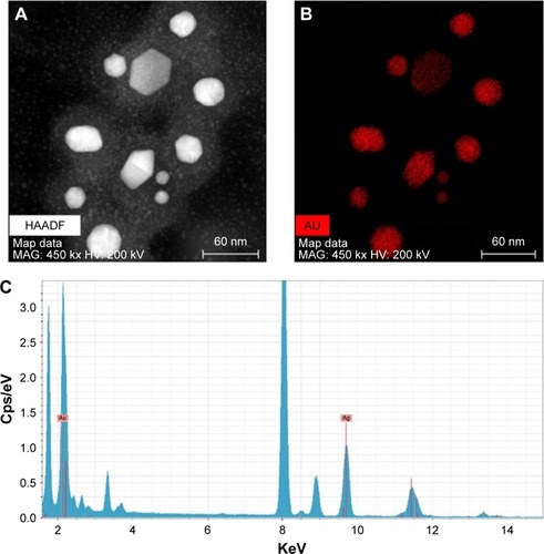 Figure 3 EDS analysis of the synthesized KC-GNs.Notes: (A and B) KC-GNs showed the maximum distribution of gold elements in the corresponding nanoparticles. (C) The EDS spectrum of KC-GNs confirmed the presence of the characteristic peak of metallic gold.Abbreviations: EDS, energy-dispersive X-ray spectrometry; KC-GN, Kalopanacis Cortex extract-capped gold nanoparticle; CPS, count rate.