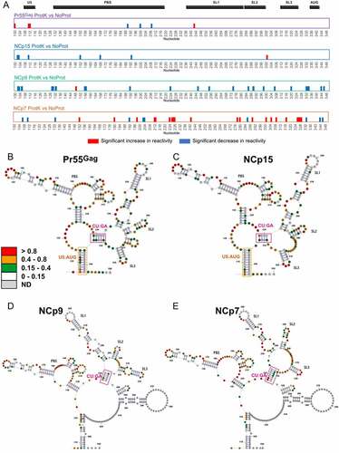 Figure 5. RNA chaperone activity of Pr55Gag, NCp15, NCp9, and NCp7 on the gRNA 1–600 structure. (a) The significant differences between the ProtK and NoProt SHAPE reactivity profiles are represented schematically for each protein. Reactivity increases in the ProtK conditions relative to the NoProt conditions are represented by red bars, while reactivity decreases are indicated by blue bars. All differences presented in this panel were statistically significant and considered to be biologically relevant (see Data analysis in the Method section). (b-e) Most stable secondary structure models of the 5ʹ region of HIV-1 gRNA obtained using the Pr55Gag ProtK (b), NCp15 ProtK (c), NCp9 ProtK (d), and NCp7 ProtK (e) SHAPE values as constrains. The SHAPE reactivity values are reported on the structures and colour-coded as indicated in the insert. The U5:AUG (when existing) and the CU:GA interactions are indicated in Orange and purple, respectively. Since the TAR and Poly A domains were conserved in all structures, they were omitted for clarity.