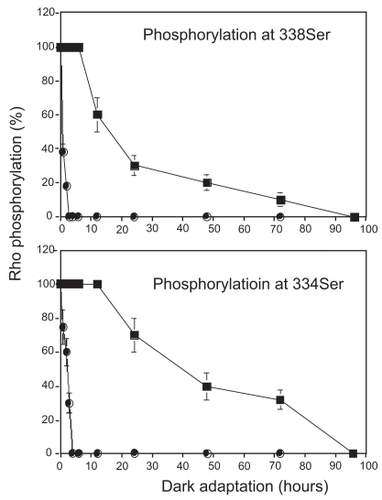 Figure 3 Kinetics of dephosphorylation in phosphorylated 334Ser and 338Ser in control and P23H rats. Four-week-old control and P23H rats were exposed to regular room light (650 lux) for 6 h and then were maintained under dark condition. Rho phosphorylation level was evaluated at three different time points (0, 1, 2, 3, 4, 6, 12, 24, 48, 72, and 96 h, n = 3 per group), with immunofluorescence labeling by anti-P-Rho antibodies. Vertical length of photoreceptor outer segment layers and that of fluorescence labeling was measured at temporal points 1.0 mm apart from optic disc from 6 different points from 3 different eyeballs and their ratios were plotted.