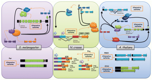 Figure 1 Alternative splicing, a new layer of control of circadian clock gene expression in different eukaryotes. The figure shows that alternative splicing regulates the expression of different components of the central oscillator in Drosophila, Neurospora and Arabidopsis. Exons are shown as boxes, introns as lines, 5′ss are 5′ splicing sites or donors, and arrowheads at the end of exons represent that the gene continues. Black arrows indicate activation and black lines with a bar at the end indicate inhibition. Left upper part, Drosophila melanogaster circadian oscillator's scheme. The cartoon shows the central genes involved in the circadian clock central loops in this organism. Per, period; Tim, timeless; dClk, Drosophila Clock; Cyc, cycle. Left bottom part, per alternative splicing isoforms. Middle upper part, Neurospora crassa circadian oscillator's scheme. l-Frq and s-Frq, long and short isoforms of Frequency respectively, which arise from the two different translation initiation sites (flag AUG); WC, white collar. PU and PD are alternative promoters of frequency. Middle bottom part, frq alternative splicing isoforms depending on the promoter used. Right upper part, Arabidopsis thaliana circadian oscillator's scheme. The cartoon shows the central genes involved in the circadian clock in this organism. TOC1, TIMING OF CAB EXPRESSION 1; LHY, LATE ELONGATED HYPOCOTYL; CCA1, CIRCADIAN CLOCK ASSOCIATED 1, PRR7 and PRR9, PSEUDO RESPONSE REGULATOR 7 and 9, respectively. Right bottom part, PRR9 and CCA1 alternative splicing isoforms.