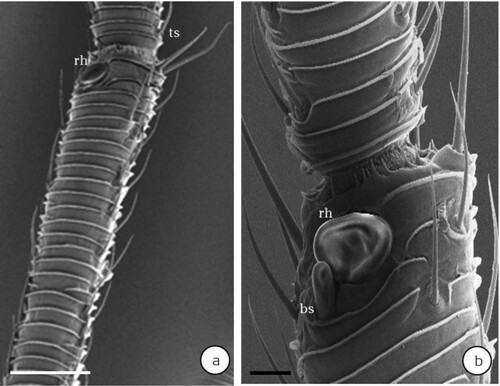 Figure 9. Antennae on adult female of gall-inducing Glycaspis (Synglycaspis) sp. A that specifically oviposit on E. macrorhyncha leaves. (a) close up of the antennae (trichoid sensilla on adult antenna, ts) [bar = 50 μm]. (b) close up of cupola shaped rhinarium (basiconic sensillum, bs; rhinarium, rh) [bar = 10 μm]. (Source: Sharma et al. Citation2015a).