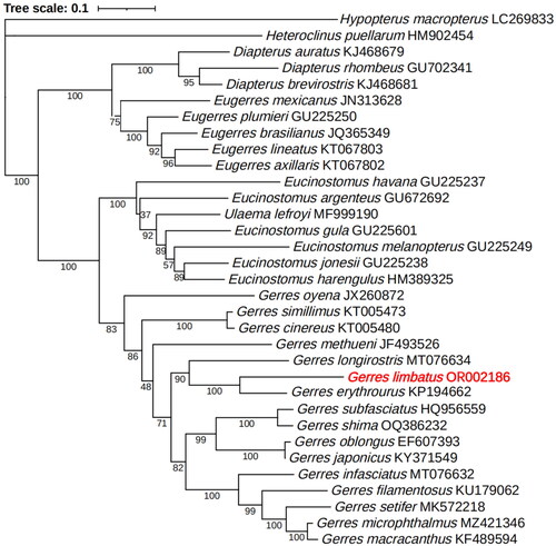 Figure 3. The phylogenetic tree of 31 species from the family gerreidae based on the COI gene was constructed with Maximum Likelihood method by IQ-tree. The following sequences were used: Hypopterus macropterus (LC269833, Iwatsuki et al. Citation2018), Heteroclinus puellarum (HM902454), Diapterus auratus (KJ468679, Vergara-Solana et al. Citation2014), Diapterus rhombeus (GU702341, Ribeiro et al. Citation2012), Diapterus brevirostris (KJ468681, Vergara-Solana et al. Citation2014), Eugerres mexicanus (JN313628), Eugerres plumieri (GU225250), Eugerres brasilianus (JQ365349, Ribeiro et al. Citation2012), Eugerres lineatus (KT067803), Eugerres axillaris (KT067802), Eucinostomus havana (GU225237), Eucinostomus argenteus (GU672692), Ulaema lefroyi (MF999190), Eucinostomus gula (GU225601), Eucinostomus melanopterus (GU225249), Eucinostomus jonesii (GU225238), Eucinostomus harengulus (HM389325), Gerres oyena (JX260872), Gerres simillimus (KT005473), Gerres cinereus (KT005480), Gerres methueni (JF493526), Gerres longirostris (MT076634), Gerres erythrourus (KP194662), Gerres subfasciatus (HQ956559), Gerres shima (OQ386232, Bemis et al. Citation2023), Gerres oblongus (EF607393, Zhang Citation2011), Gerres japonicus (KY371549), Gerres infasciatus (MT076632), Gerres filamentosus (KU179062), Gerres setifer (MK572218, Rahman et al. Citation2019), Gerres microphthalmus (MZ421346), Gerres macracanthus (KF489594).)