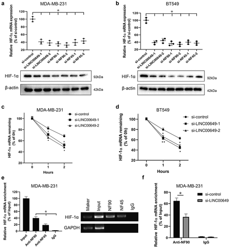 Figure 4. LINC00649 regulates HIF-1α mRNA stability by binding with NF90/NF45. MDA-MB-231 and BT549 cells were transfected with si-control, si-LINC00649-1, or si-LINC00649-2, si-NF90-1, si-NF90-2, si-NF45-1, si-NF45-2, si-NF45-1, si-NF45-2, respectively. The HIF-1α mRNA level and protein expression were detected by qRT-PCR (a) and Western blot (b). MDA-MB-231 and BT549 cells transfected with si-LINC00649-1 or si-LINC00649-2 were treated with actinomycin D. *P < 0.05 vs. si-control. HIF-1α mRNA levels in the MDA-MB-231 (c) and BT549 cells (d) were detected by qRT-PCR. *P < 0.05, **P < 0.01 vs. si-control. (e) RIP assay was performed to detect the interaction between NF90 and HIF-1α, NF45 and HIF-1α. *P < 0.05 vs. IgG. (f) The interaction between HIF-1α and NF90 was verified by RIP assay. *P < 0.05 vs. si-control.