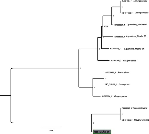 Figure 1. Phylogenetic tree based on complete mitochondrial genomes of modern camelids and one ancient camelid from Tulán-54 (San Pedro de Atacama, Antofagasta Region, Chile). The newly-sequenced specimen is colored in grey.