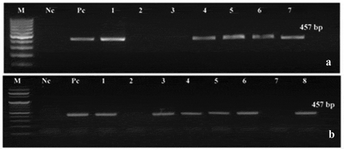 Figure 2. Detection of katE gene by PCR in the T0 of putative modified plantlets. M: DNA Ladder (100 bp DNA Ladder RTU GeneDirex & TriDye™ 100 bp DNA Ladder BioLabs), Nc: negative control (wild type or non-modified plantlets), Pc: positive control (pBI121-katE vector). (a) katE gene detection in Castle Rock cultivar; lanes 1 and 4–7: modified plantlets; lanes 2 and 3: non-modified plantlets. (b) katE gene detection in Super Strain B cultivar; lanes 1, 3–6, and 8: modified plantlets; lanes 2 and 7: non-modified plantlets