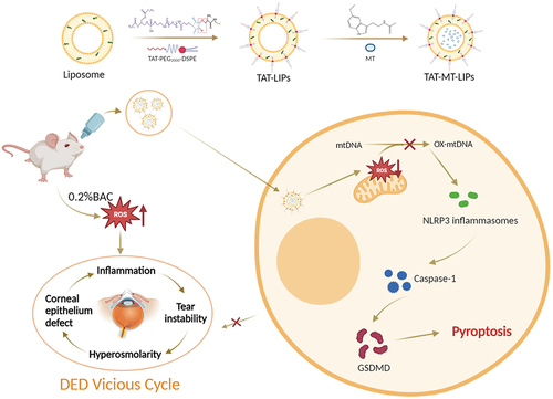 Figure 1 Schematic representation of preparation and application of TAT-MT-LIPs. The TAT was chemically grafted onto the Mal-PEG2000-DSPE by Michael’s addition between the sulfhydryl group in TAT and the maleimide group in Mal-PEG2000-DSPE. TAT-MT-LIPs were prepared using film dispersion followed by the extrusion method and topically treated in rats once a day. Continuously ocular surface exposure of 0.2% BAC caused substantial mt-DNA oxidation, which promoted the transduction of NLRP3/Caspase-1/GSDMD and consequent corneal epithelium pyroptosis. TAT-MT-LIPs could break the “DED vicious cycle” by efficiently suppressing the BAC-induced corneal epithelium pyroptosis and inflammation by inhibiting mt-DNA oxidation and the subsequent signal transmission.