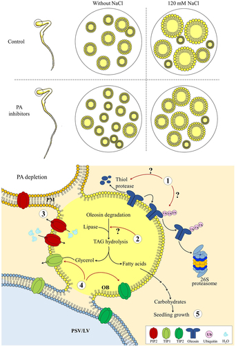 Figure 3. PA depletion causes a faster mobilization of OBs as observed from the retention of OBs of smaller diameter. A model is proposed summarizing present work wherein PA deficit results in 1) an enhanced oleosin degradation, 2) faster OB mobilization to facilitate TAG hydrolysis, 3) increased abundance of PIP2, and 4) differential regulation of TIPs suggesting a dynamic interaction of OBs with vacuoles and other organelles to facilitate the transport of water and glycerol, or maybe other molecules, required for OB hydrolysis. All of this together might support the seedling growth (5) in terms of root length previously observed by the authors.