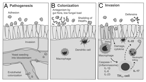 Figure 1. Pathogenesis and host immune response to invasive candidiasis. This figure was recreated in a different format from the review by Gow et al.Citation8