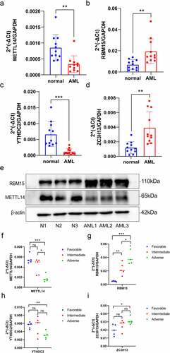 Figure 8. Validation of the expression of m6A regulators via qRT-PCR and Western blot analysis. (a–d) The mRNA expression of METTL14, RBM15, YTHDC2 and ZC3H13 between healthy and AML samples were determined via qRT-PCR. (e) METTL14 and RBM15 protein expression levels in three pairs of AML samples and healthy samples. (f-i) QRT-PCR examined the mRNA expression levels of METTL14, RBM15, YTHDC2 and ZC3H13 in three groups of AML patients with different risk categories. p-value (*p < 0.05; **p < 0.01; ***p < 0.001).