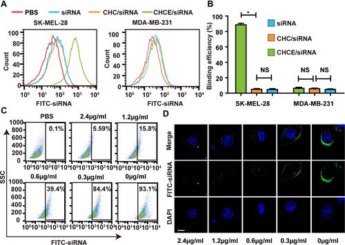 Figure 3 EGFR-mediated CHCE/siRNA specific binding to tumor cells. (A) Flow cytometry detected the binding efficiency of CHCE/siRNA. (B) The binding efficiency of CHCE/siRNA. *P<0.05 (two-tailed t-test). NS: no significant difference. (C) Flow cytometry and (D) Laser scanning confocal microscope detected the inhibitory effect of panitumumab on the binding between CHCE/siRNA NPs and SK-MEL-28 cells. Scale bar, 10 µm.