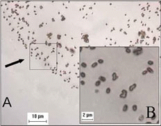FIG. 1 Image of aerosolized spores. Metered dose inhalers were filled with (5 ml) spores of Bacillus globigii 0.05% w/w using Dymel 134a as propellant (DuPont, Wilmington, DE 19898). Applications of aerosols with the metered dosed inhaler were contained inside a disposable 45-gallon disposable polyethylene bag held with tape to a wire skeleton (0.80 m long by 0.50 m wide by 0.40 m high). The structured bag was placed inside a Biosafety Level-II cabinet. The aerosol generator was operated inside the bag by inserting a hand through the bag opening. Aerosol particles from the generator were collected on glass microscope slides, which were cleaned and rinsed with ethanol prior to use. The glass slides were situated at 25 cm from the aerosol generator, in a vertical orientation and centered at the same height with the nozzle. After aerosol impact, the slides were removed from the bag and very gently covered with 2 or 3 cover slips and their corners sealed with washable glue. The slides were analyzed in a Leica DMR Optical Microscope (Leica Microsystems Inc.) under differential interference contrast (DIC). Several pictures were taken randomly across slides in a raster pattern scan to cover representative areas of slides. A) DIC micrograph employing a 100 × oil immersion objective to reach a maximum magnification of 1,000 ×. B) The area framed in A further digitally magnified three times.