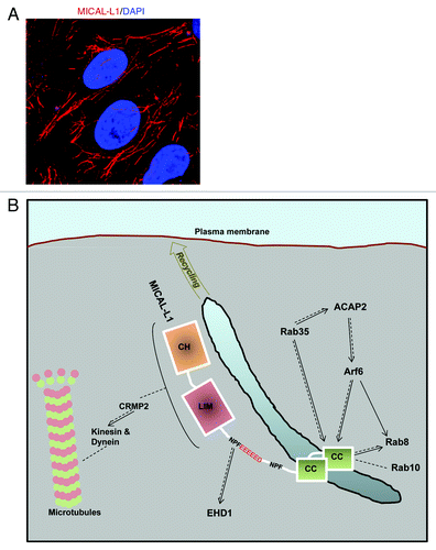 Figure 1. (A) MICAL-L1 localizes to tubular recycling endosomes. HeLa cells grown on coverslips were fixed, permeabilized and incubated with anti-MICAL-L1 antibody. Cells were then incubated with Alexa-Fluor-conjugated anti-mouse antibody and DAPI. (B) Model depicting MICAL-L1 interaction partners and functional interplay with various trafficking regulators. Through its CH and LIM domains, MICAL-L1 binds to CRMP2 to modulate trafficking via kinesin and dynein motor proteins. MICAL-L1 associates with EHD1 through its first NPF motif that is followed by a cluster of acidic residues, thus controlling the localization of EHD1 to tubular membranes. MICAL-L1, a Rab35 effector, binds to Rab35, Rab8, Rab10, and Arf6 through its CC region. Rab35 regulates MICAL-L1 localization to tubular membranes and also controls Arf6 activation through ACAP2. Arf6 controls MICAL-L1 localization to tubular endosomes and in turn, MICAL-L1 controls Rab8 localization. Dotted lines indicate a direct association between proteins. Solid lines indicate a functional interplay between the proteins, where arrowheads point toward the protein being regulated. Diagram is not drawn to scale.
