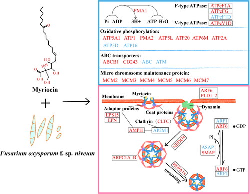 Figure 9. Conceptual model of myriocin entry into Fon cells. The expression of genes and proteins related to ATP and endocytosis at the mRNA and protein levels was affected. The blue box displays ATP related proteins and genes, mainly including those related to conversion of ADP to ATP, oxidative phosphorylation, ABC transporter and micro chromosome maintenance proteins. The pink box shows the expression of genes and proteins in the endocytosis pathway. Red and blue represent upregulated and downregulated genes and proteins, respectively. Ko names of DEPs and DEGs are listed in Supplemental Tables S7 and S8.