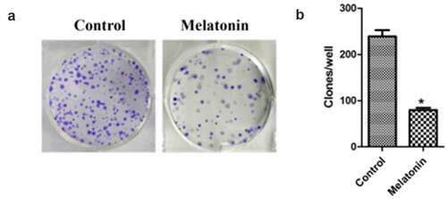 Figure 4. Effect of melatonin on colony formation of LC cells. Control: the blank control group; Melatonin: the melatonin group. (a): the plates. (b): the colony counts from the plates. *Compared with the control group, there existed a statistical significance, P < 0.05.