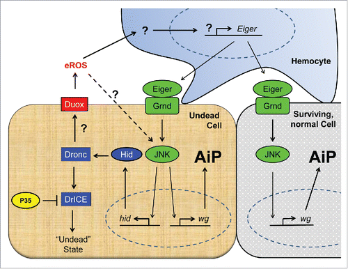 Figure 1. Schematic view of our current understanding of the cellular mechanisms of apoptosis-induced compensatory proliferation (AiP). Undead cells can be induced by co-expression of the pro-apoptotic gene hid and the effector caspase inhibitor p35. Because P35 specifically inhibits the effector caspase DrICE (and Dcp-1; not shown), the initiator caspase Dronc cannot induce apoptosis (“undead” state), but remains active for apoptosis-independent functions. One of these functions is the activation of the transmembrane NADPH oxidase Duox, which generates extracellular ROS (eROS) such as superoxide and hydrogen peroxide. eROS activate and change the behavior of hemocytes to become proliferation-promoting.Citation3 This is accomplished through release of Eiger which activates the JNK pathway in undead and neighboring surviving cells. JNK stimulates the production of mitogens such as wingless (wg) (and dpp and spi; not shown) for AiP. In undead cells, JNK also induces expression of hid which sets an amplification loop in motion. Factors involved in apoptosis are indicated in blue, in JNK activation in green and in production of ROS in red. Question marks indicate unknown mechanisms.