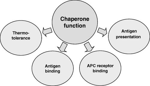 Figure 3. A schematic indicating the central role of molecular chaperoning by large stress proteins in many cellular functions, including thermotolerance and immune modulation, which are discussed in this report.