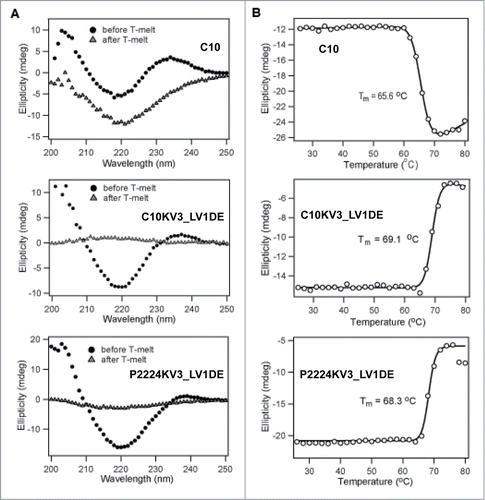 Figure 6. CD analysis of 20 μM scFv. (A) Wavelength scan of scFv at 25°C pre-heat and post-heating at 80°C. (B) Ellipticity (CD signal) during thermal scan of scFv at 218nm. All data is representative of at least 2 independent experiments.