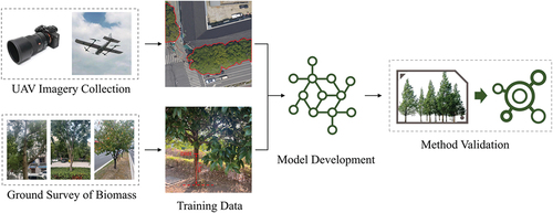 Figure 1. Overall workflow of urban trees’ carbon stock estimation based on deep learning and UAVs.